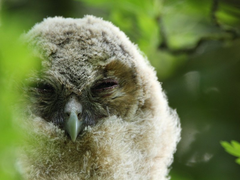 Tawny owlets - branching out